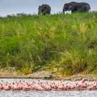 Elefanten und Flamingos