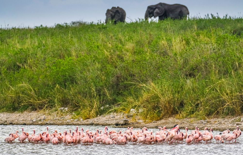 Elefanten und Flamingos