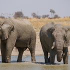 Elefanten und ihre Sonnencreme