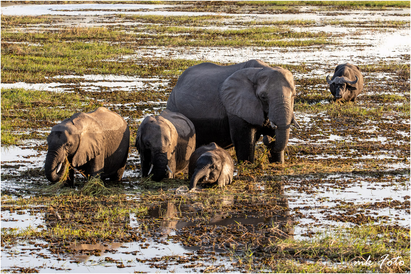 Elefanten und Kaffernbüffel im Chobe Nationalpark