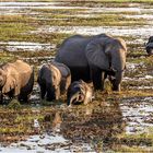 Elefanten und Kaffernbüffel im Chobe Nationalpark