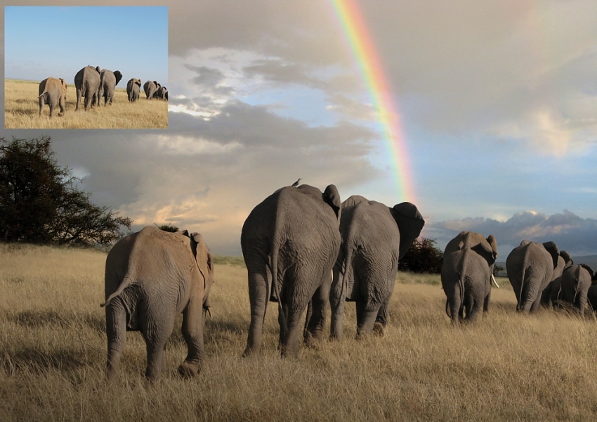 Elefanten unter dem Regenbogen