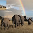 Elefanten unter dem Regenbogen