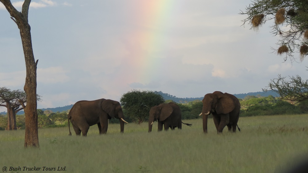 Elefanten unter Regenbogen