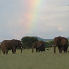 Elefanten unter Regenbogen