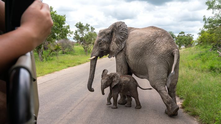 Elefanten verhalten sich sozial