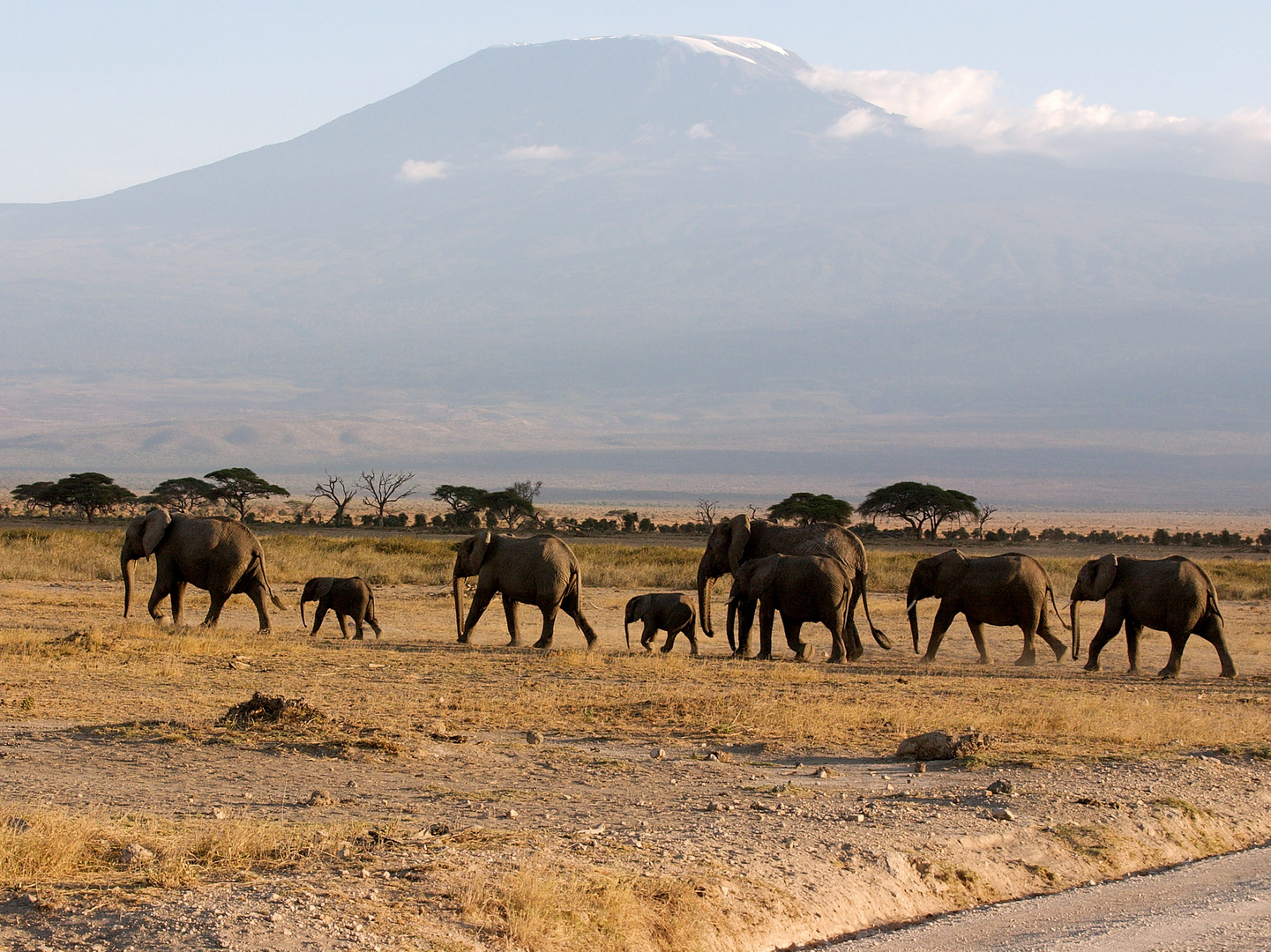 Elefanten vorm Kilimanjaro