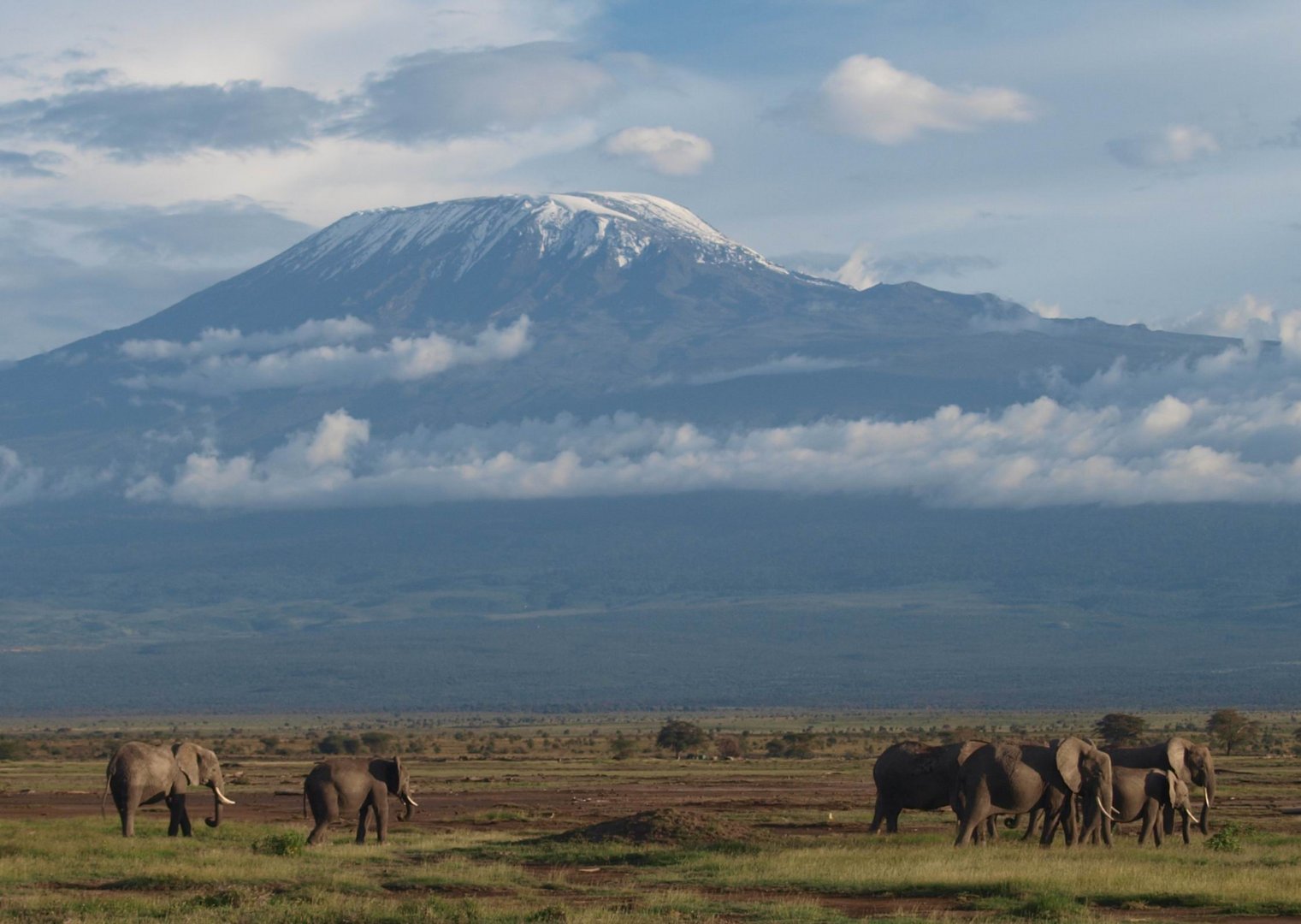 Elefanten vorm Kilimanjaro