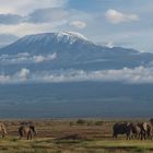 Elefanten vorm Kilimanjaro