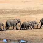 Elefanten wandern ihr ganzes Leben
