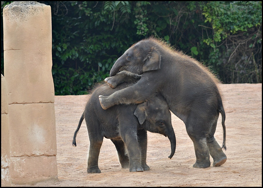 * Elefanten Yoga *