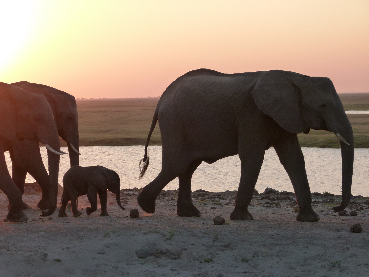 Elefanten-Zug bei Sonnenuntergang
