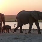 Elefanten-Zug bei Sonnenuntergang