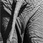 Elefantenarsch - reload