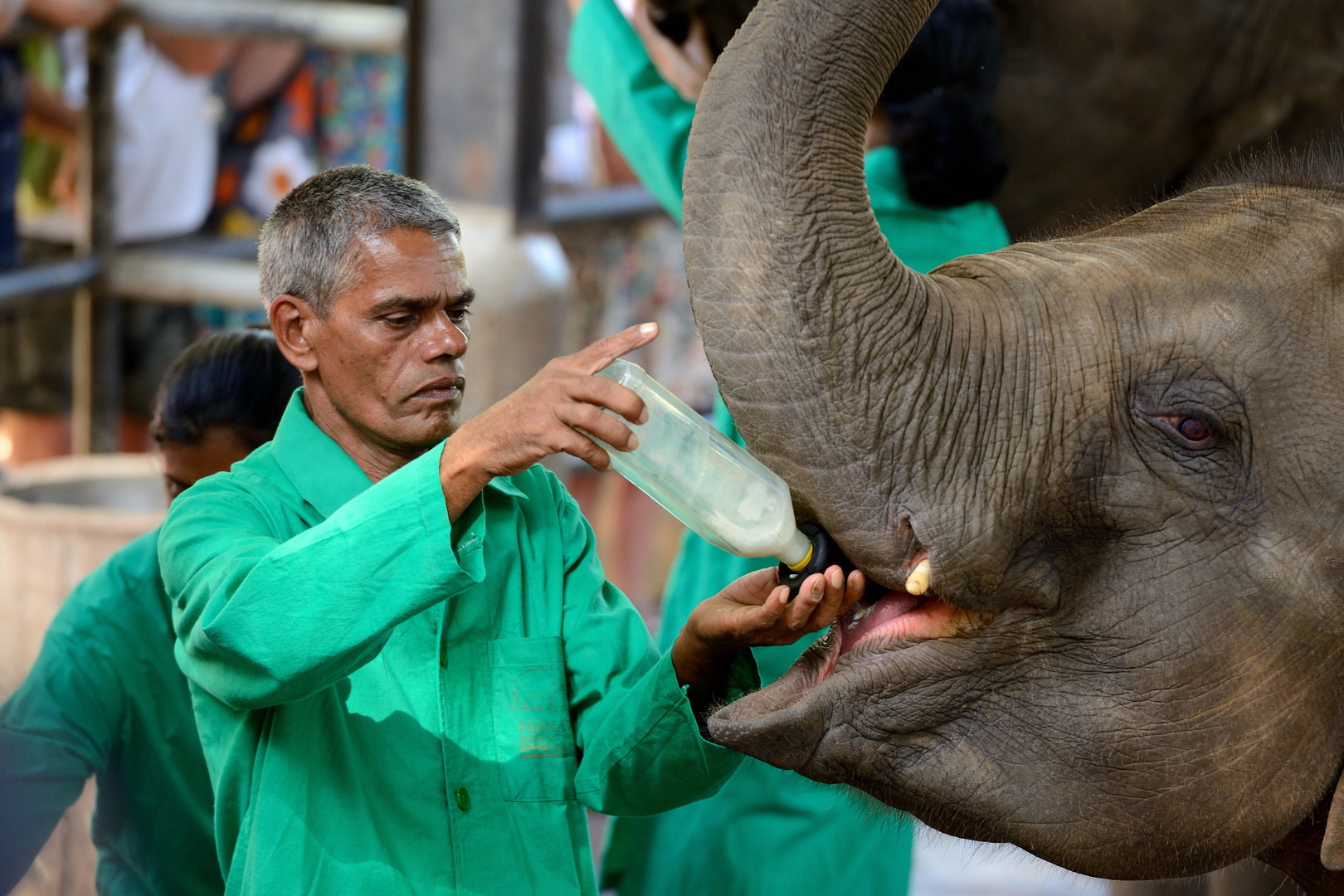 Elefantenaufzucht mit der Milchflasche
