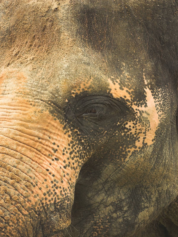 Elefantenauge Foto & Bild | tiere, zoo, wildpark & falknerei