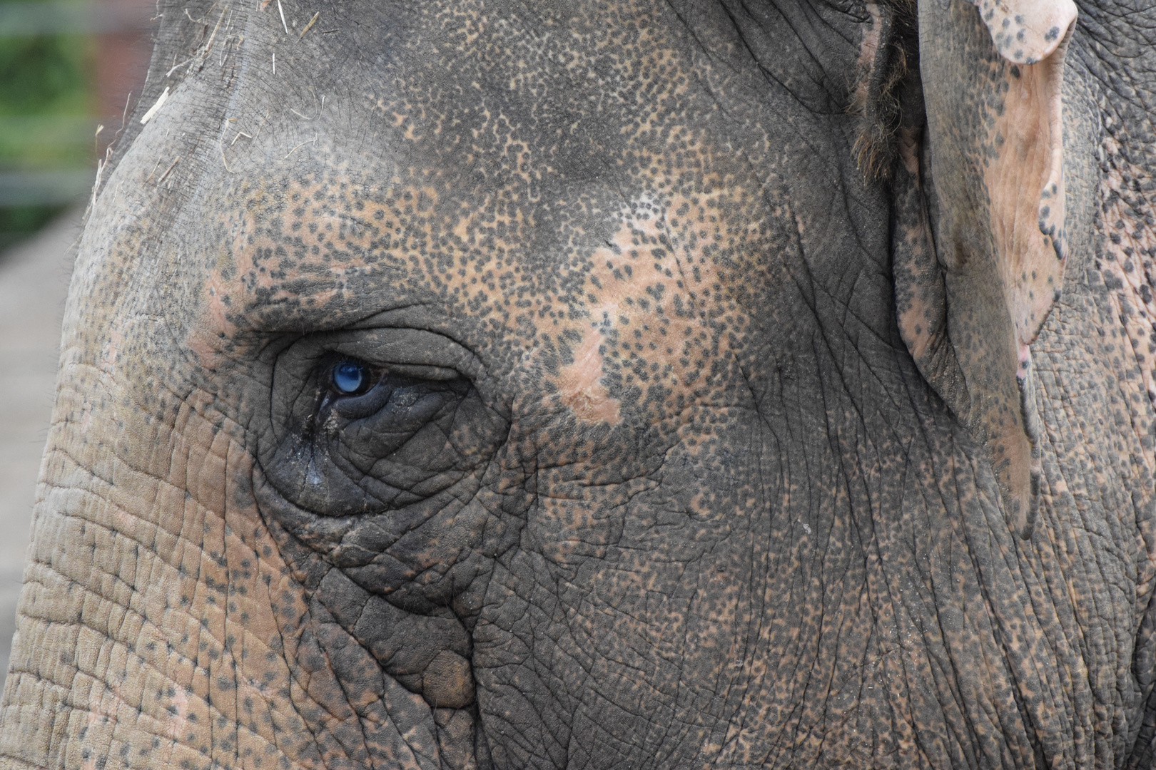 Elefantenauge Foto & Bild | natur, münster, elefant Bilder auf