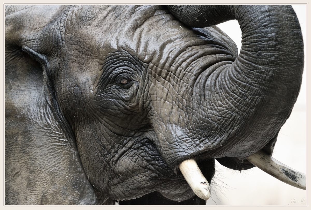 Elefantenauge Foto & Bild | tiere, zoo, wildpark & falknerei