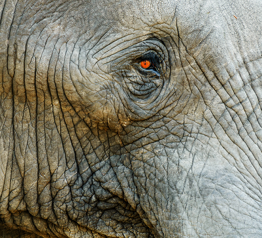 Elefantenauge Foto & Bild | tiere, tierdetails, natur Bilder auf