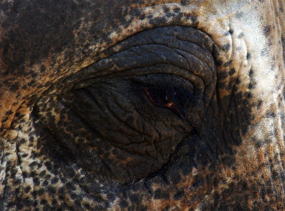 Elefantenauge - Zoo Hannover