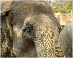 Elefantenaugen