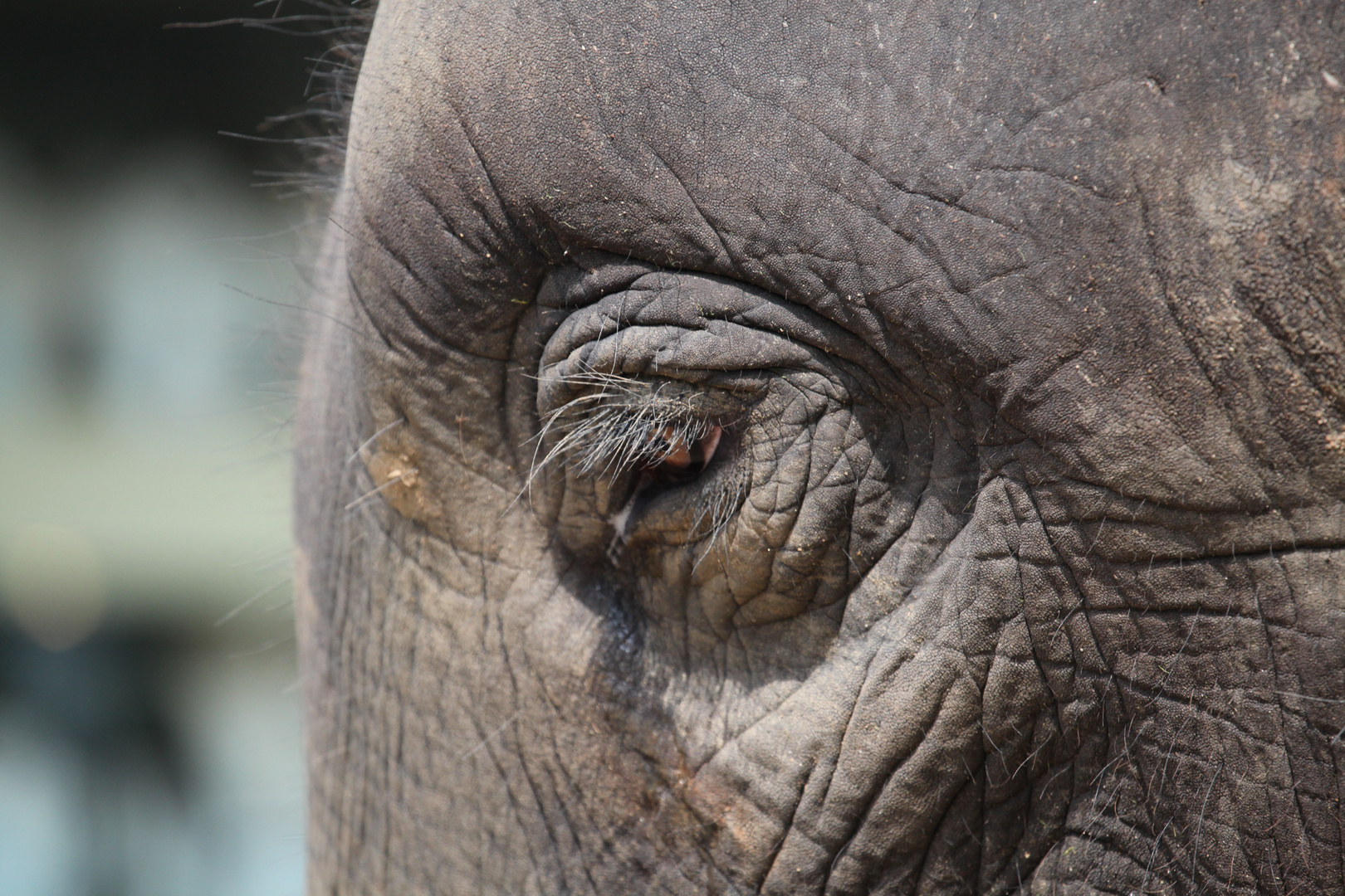 Elefantenaugen Foto & Bild | asia, sri lanka, south asia Bilder auf