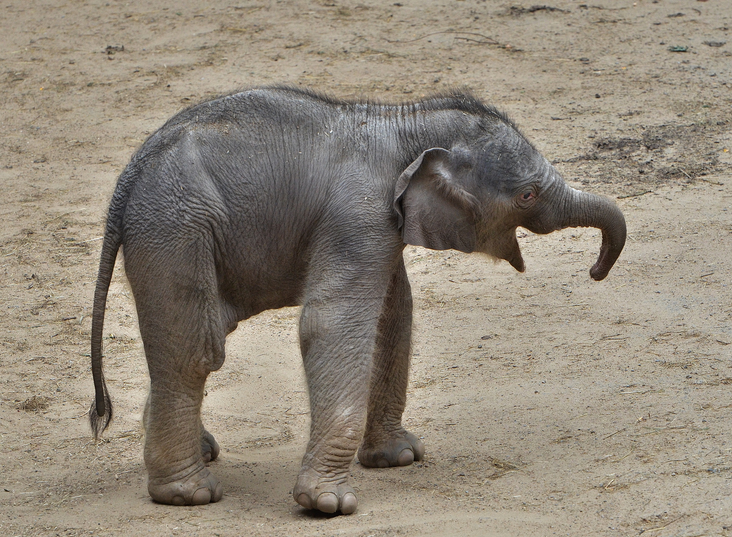 zoo elefantenbaby