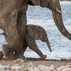 Elefantenbaby am Wasserloch im Schutz der Mutter