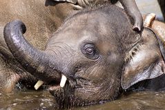 Elefantenbaby beim baden