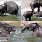 Elefantenbaby beim Baden im Kölner Zoo (1)