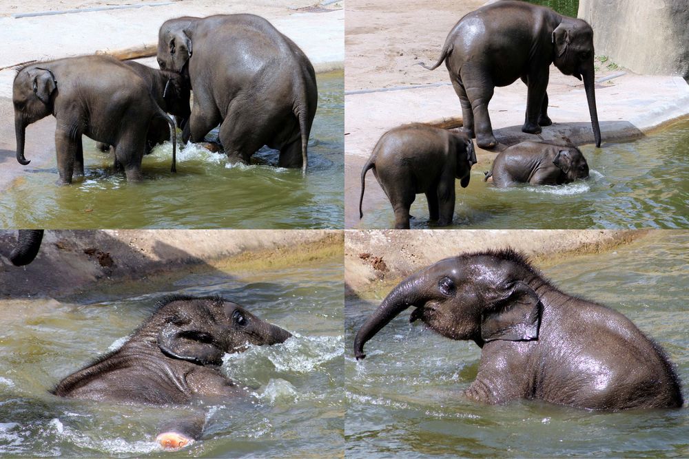 Elefantenbaby beim Baden im Kölner Zoo (1)