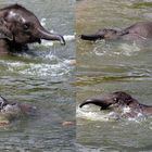 Elefantenbaby beim Baden im Kölner Zoo (2)