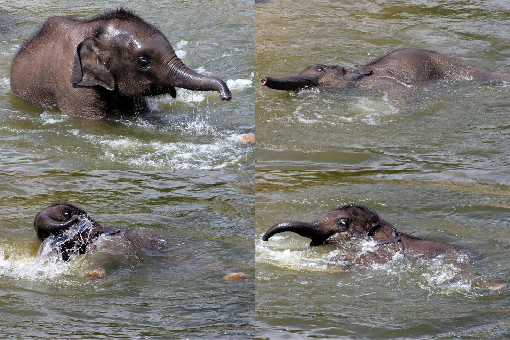 Elefantenbaby beim Baden im Kölner Zoo (2)