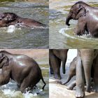 Elefantenbaby beim Baden im Kölner Zoo (3)