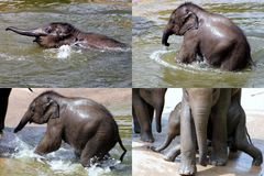 Elefantenbaby beim Baden im Kölner Zoo (3)