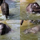 Elefantenbaby beim Baden im Kölner Zoo (4)