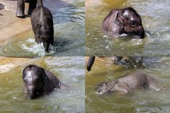 Elefantenbaby beim Baden im Kölner Zoo (4)