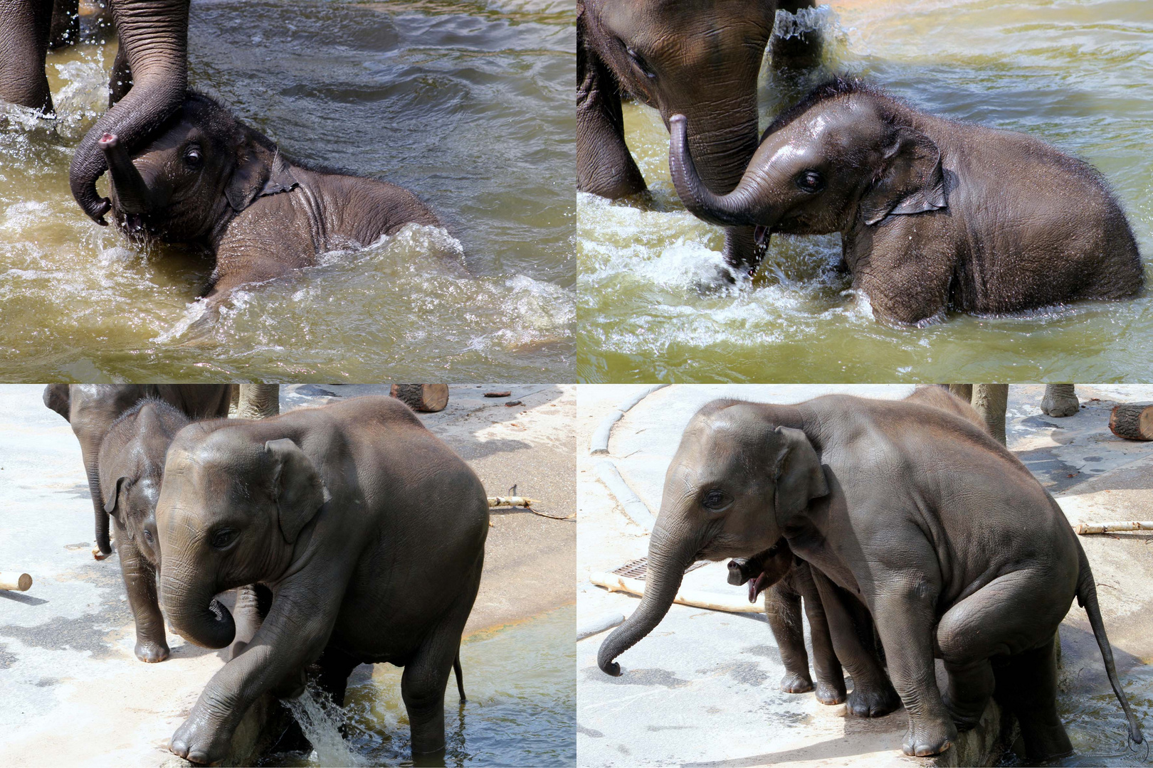 Elefantenbaby beim Baden im Kölner Zoo (5)