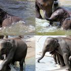 Elefantenbaby beim Baden im Kölner Zoo (5)