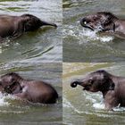 Elefantenbaby beim Baden im Kölner Zoo (6)