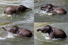 Elefantenbaby beim Baden im Kölner Zoo (6)