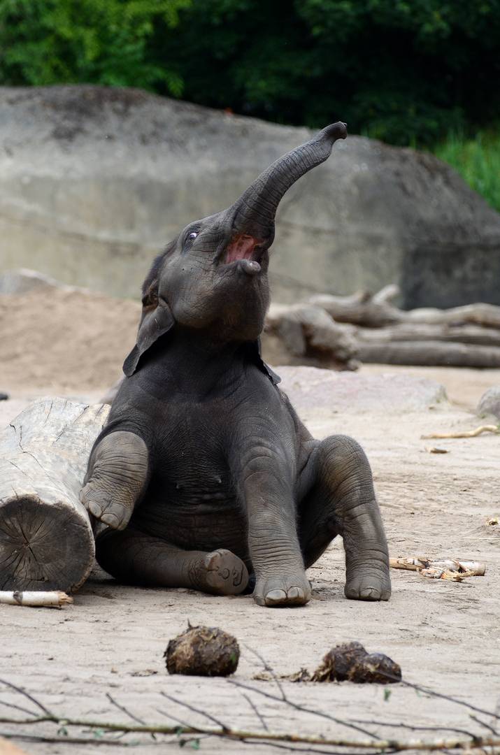 "Elefantenbaby"