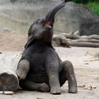 "Elefantenbaby"