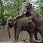  Elefantenbaby für 2018