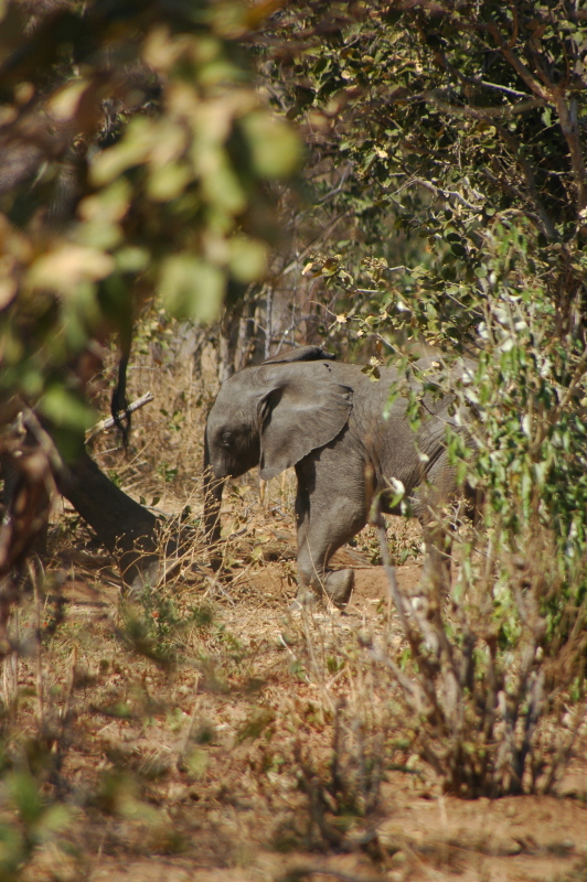 Elefantenbaby im Chobe NP