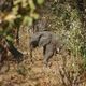Elefantenbaby im Chobe NP