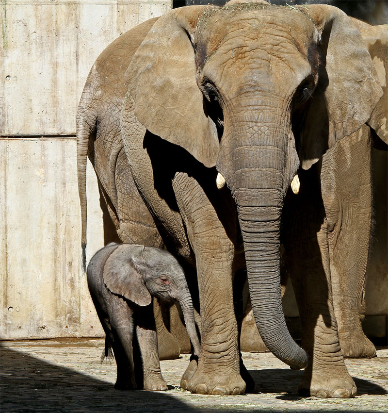 Elefantenbaby im Wuppertaler Zoo