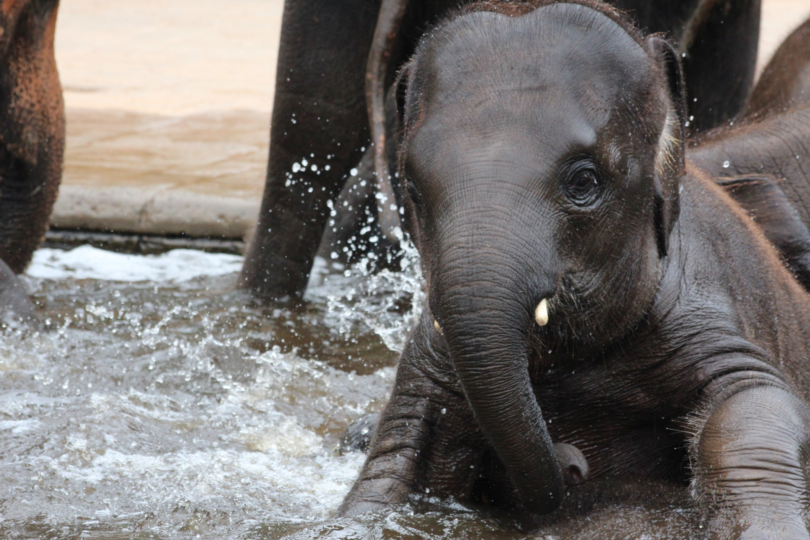 Elefantenbaby im Zoo Hannover