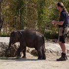 Elefantenbaby "Jamuna Toni" #1