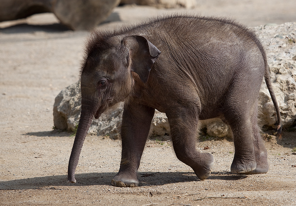 Elefantenbaby "Jamuna Toni" #3